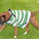 Illustration for article titled Horrible People Beat Up A Dog For Wearing The Wrong Soccer Jersey